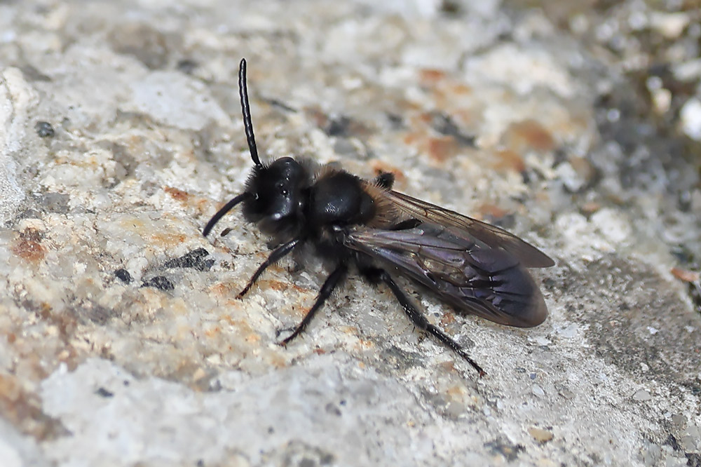 Black mining bee